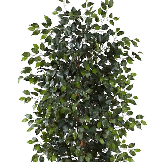 8ft. Potted Ficus Tree